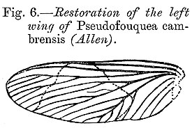 Реконструкция левого крыла Pseudofouquea cambrensis