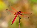 Пример пигментной окраски. Самец Trithemis aurora