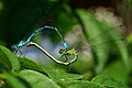 Coenagrion puella