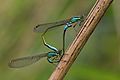 Coenagrion pulchellum