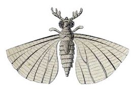 Mengea tertiaria (Mengeidae)