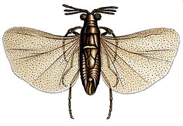 Triozocera mexicana (Corioxenidae)