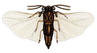 Deinelenchus australensis (Elenchidae)