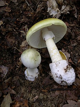 Бледная поганка — гриб, по мировой статистике вызывающий наибольшее число смертельных отравлений