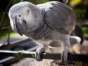 A grey parrot peers into the camera