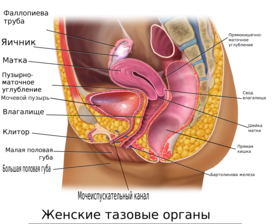 Женские тазовые органы в продольном разрезе