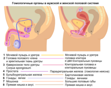 Размеры пениса и клитора в сравнении