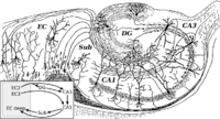 Старая кора у человека является практически синонимом гиппокамповой формации. Гиппокамповая формация изображена на этом рисунке Рамон-и-Кахаля. Буквами DG обозначена зубчатая извилина, Sub - субикулум, EC - энторинальная кора. Поля CA1-CA3 - это поля собственно гиппокампа.