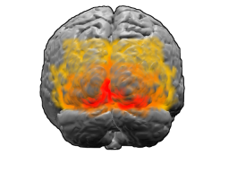 Мозг человека, вид сзади. Красным цветом обозначено поле Бродмана 17 (первичная зрительная кора); оранжевым — поле 18; жёлтым — поле 19