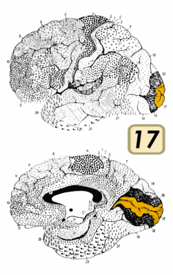Мозг человека, вид слева. Вверху: латеральная поверхность, внизу: медиальная поверхность. Оранжевым цветом обозначено поле Бродмана 17 (первичная, или стриарная, зрительная кора)