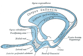 Схема обонятельного мозга, подмозолистая извилина отмечена слева по центру