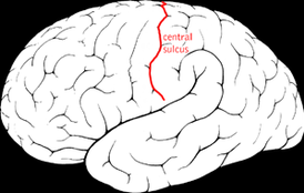 Центральная борозда головного мозга