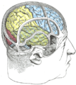 Положение структур мозга в голове. Центральная борозда отделяет теменную долю (отмечена жёлтым) от лобной (отмечена голубым)
