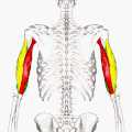 Анатомическое расположение (красным, жёлтым и зелёным cоответственнo длинная, латеральная и медиальная головки)