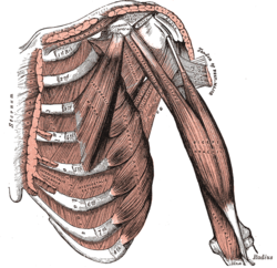 Подлопаточная мышца расположена в центре (между мышцами груди и плеча) сверху.