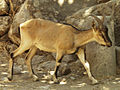 Горный козёл «кри-кри», эндемик Крита