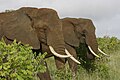 Бивни у африканских слонов