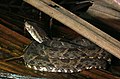 Bothrops asper[en] — самая опасная змея острова