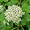 Spiraea в заказнике