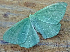 Geometra papilionaria (Geometrinae)