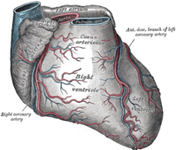 Сердце, вид спереди: визуализируется правая коронарная артерия и передняя нисходящая ветвь левой коронарной артерии.