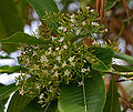 Alstonia macrophylla содержит алкалоиды типа Corynanthe