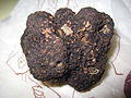 Трюфель чёрный Tuber melanosporum