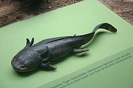 Аксолотль тигровой амбистомы (Ambystoma tigrinum)