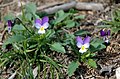 Фиалка трёхцветная (Viola tricolor)