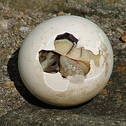 Детёныш окаймлённой сухопутной черепахи вылупляется из яйца