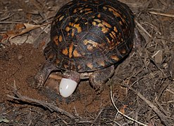Каролинская коробчатая черепаха, откладывающая яйцо