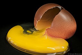 Разбитое яйцо с разрушенным желточным мешком