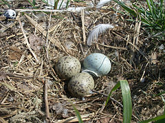 Гнездо с тремя яйцами