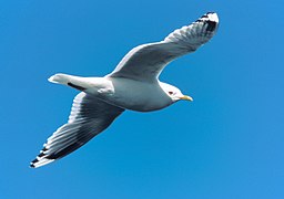 Larus canus brachyrhynchus