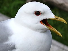 Larus canus canus