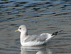 Larus canus brachyrhynchus зимой