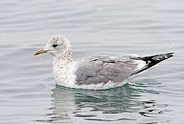 Larus canus kamtschatschensis зимой