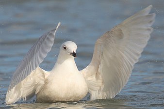 Полярная чайка на воде