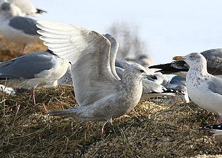 Полярные чайки в Нью-Йорке