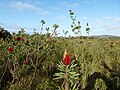 В парке в изобилии произрастает Melaleuca glauca[en]…