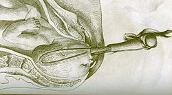 Иллюстрация из пособия Уильяма Смелли «Набор анатомических таблиц…» (1754)