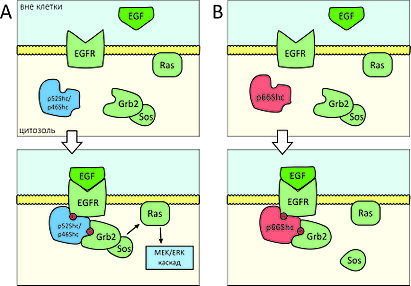 Схема участия белков Shc в ответе на митогенные сигналы
