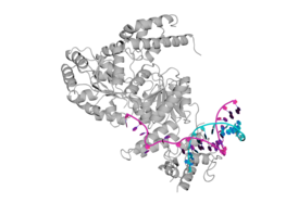 Структура комплекса хеликазы синдрома Блума (BLM) с ДНК (PDB ID: 4CGZ).