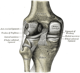 Левый коленный сустав сзади, показаны внутренние связки.