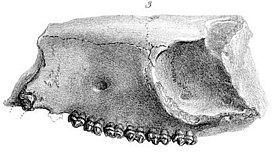 BMNH C21361, второй образец