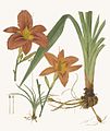 В апикальной части корня лилейника (Hemerocallis fulva)