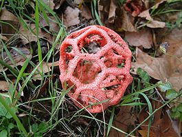 Clathrus ruber