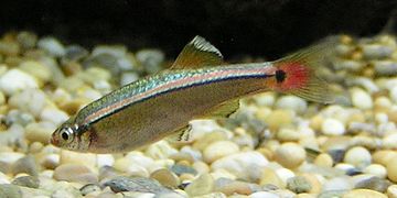 Кардинал (Tanichthys albonubes)