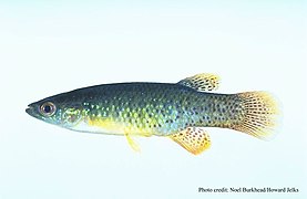 Золотистый фундулюс (Fundulus chrysotus)