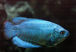 Dwarf gourami